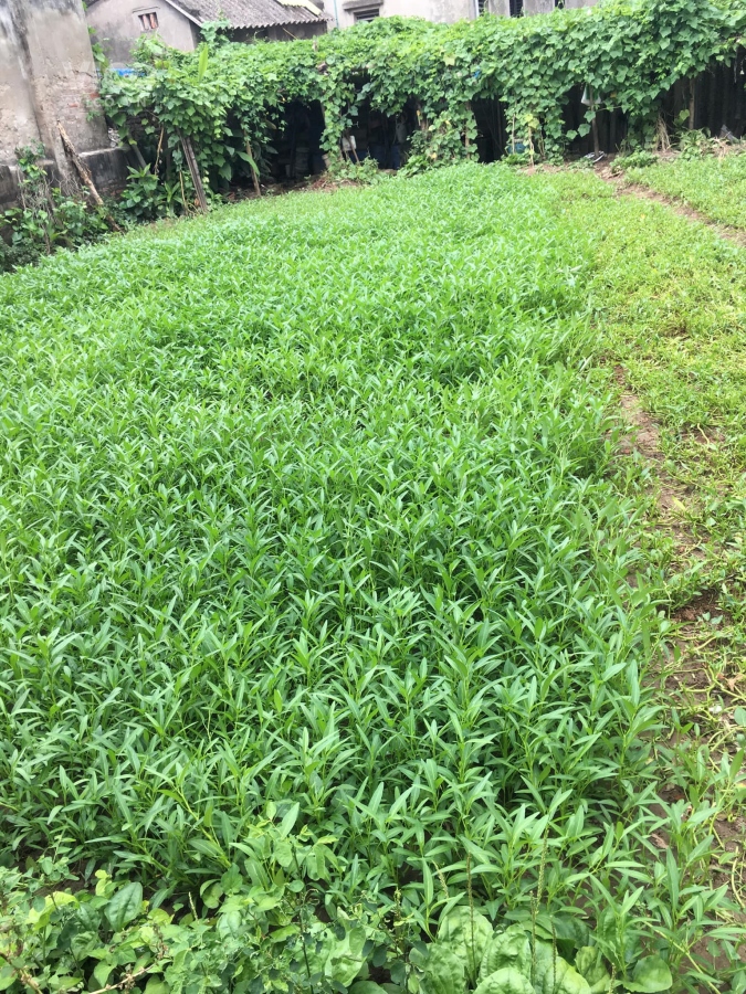 Bán đất _Giang Biên_Long Biên_40m2_ô tô đỗ cửa_2,3 tỷ