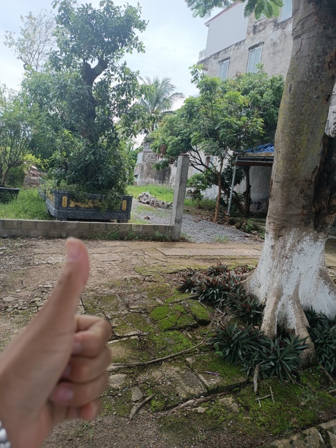 mặt đg 353 TDP quý kim 3 hợp đức đồ sơn HP