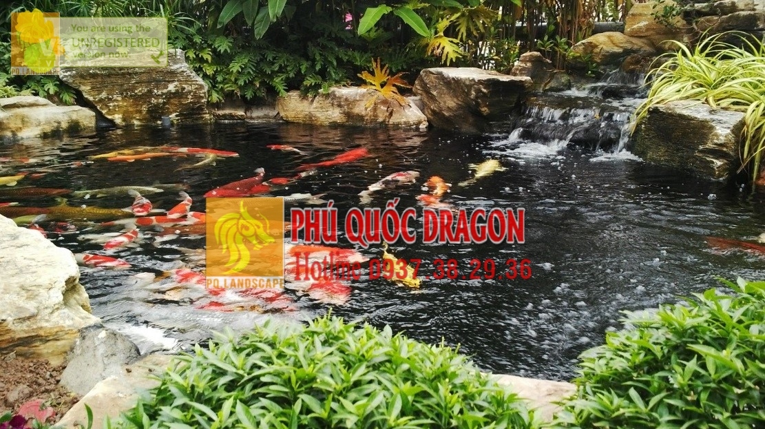 Dịch vụ vệ sinh hồ cá Koi Bán cá Koi Thi công hồ cá Koi