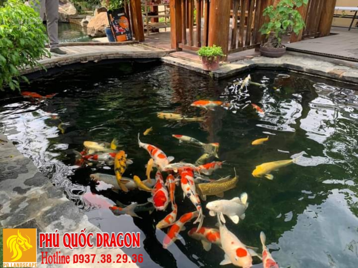 Thiết kế thi công hồ cá Koi dịch vụ vệ sinh hồ cá 0937382936