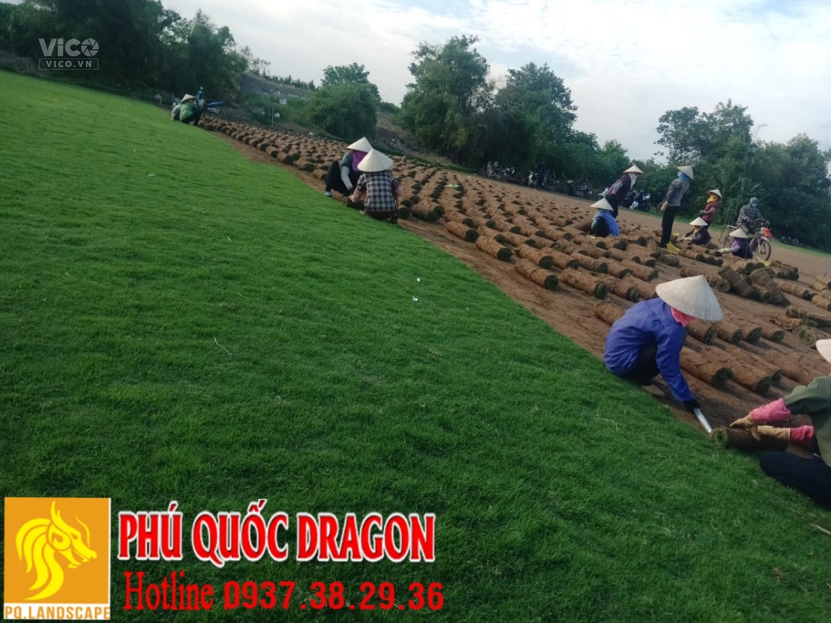 Dịch vụ trồng cỏ dự án công trình miền nam 0937382936