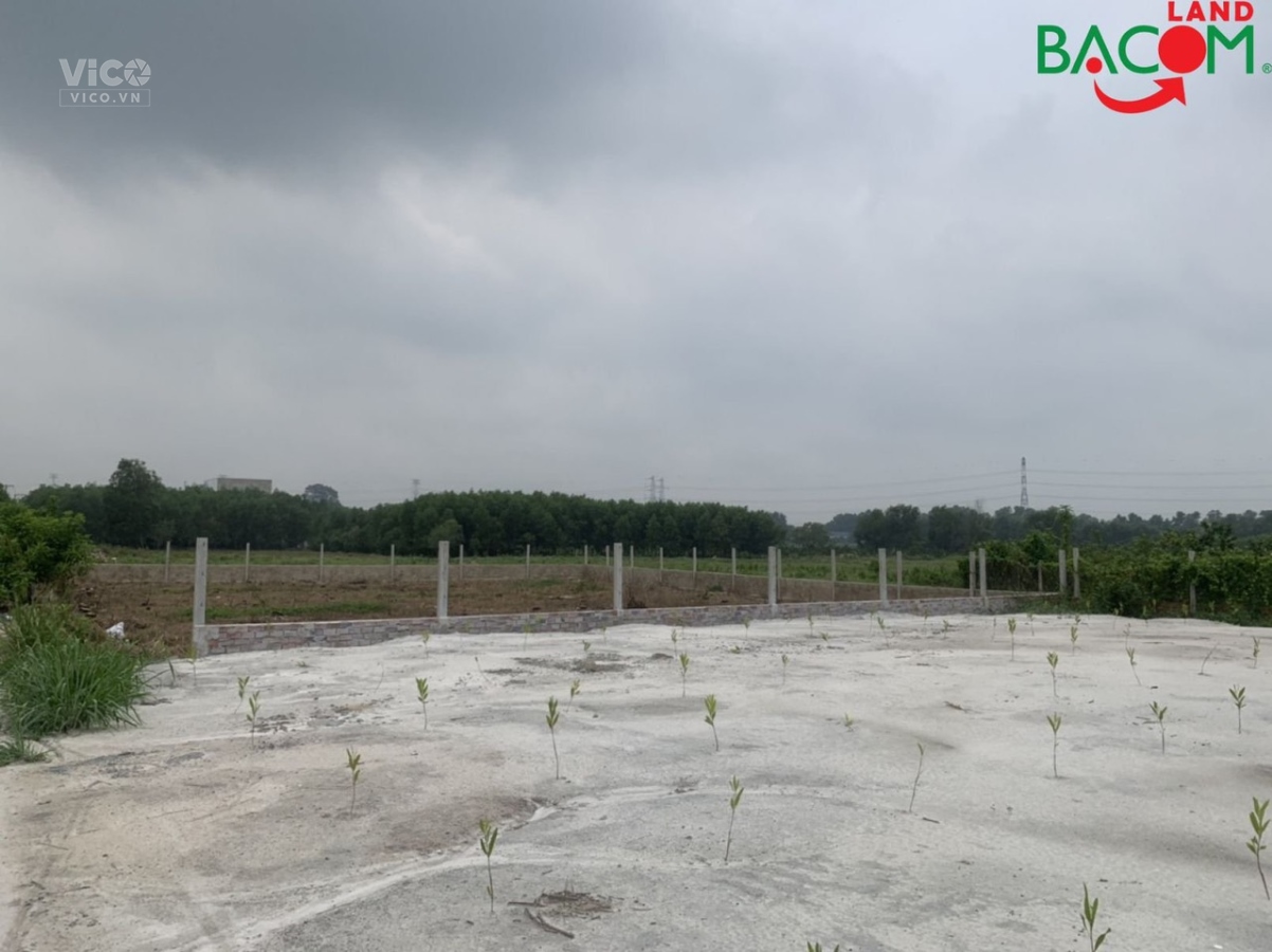 BÁN 4 SÀO ĐẤT ĐANG TRỒNG BƯỞI NGAY HƯƠNG LỘ 15 THẠNH PHÚ VĨNH CỬU ĐƯỜNG XE TẢI