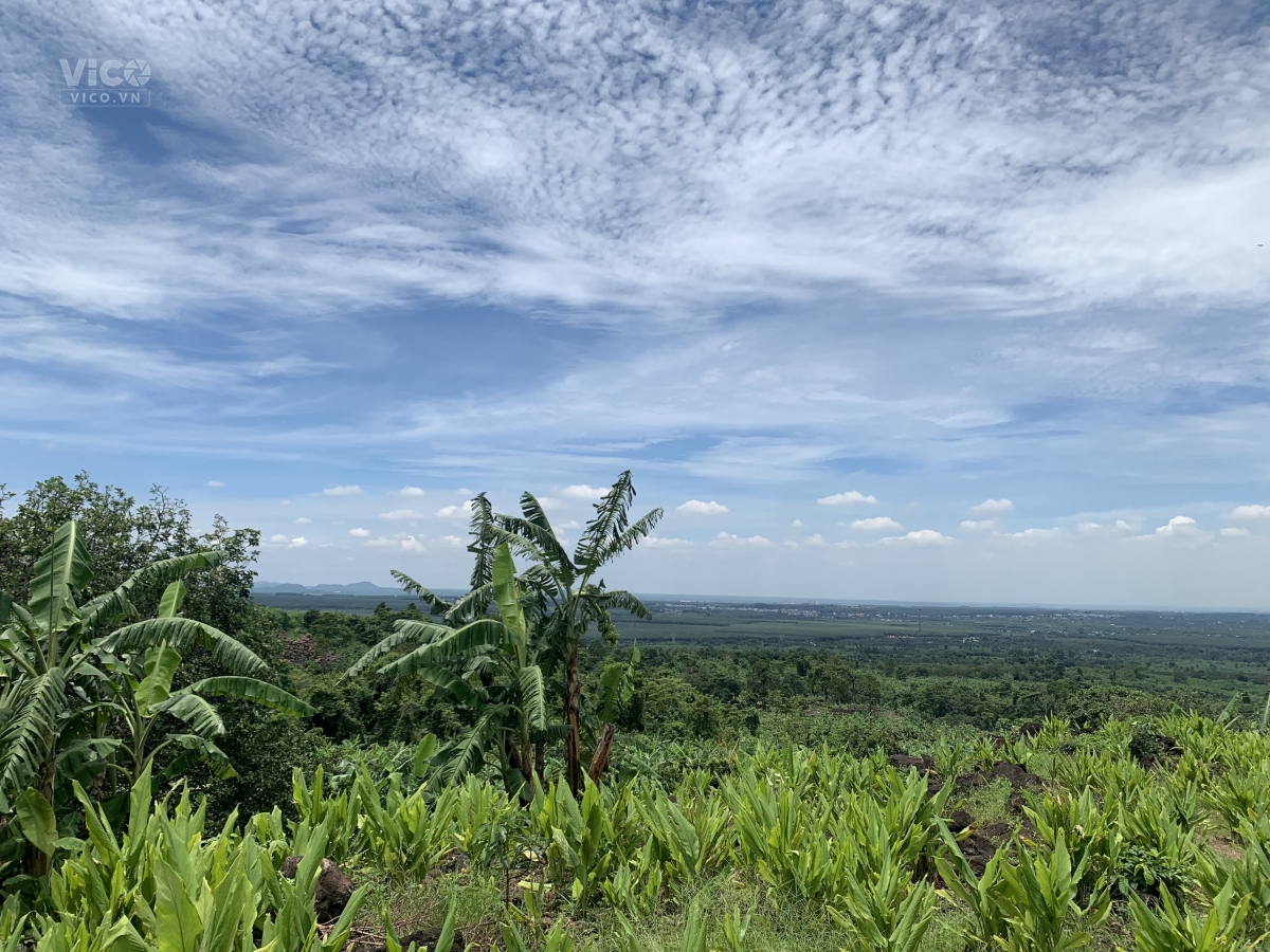 Bán 2 đất vườn gần nhau có dàn cây ăn trái đẹp có view về cao tốc dầu giây