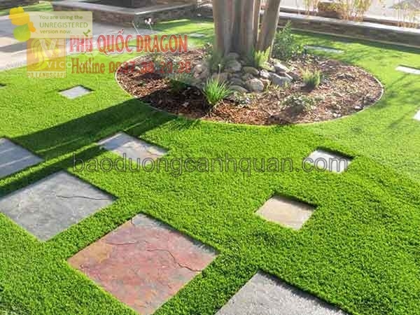 Dịch vụ trồng cỏ Cty Phú Quốc Dragon ở Đồng Nai, HCM