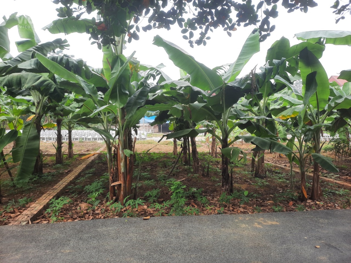 CẦN BÁN 64M THÔN 7 TÂN XÃ, ĐƯỜNG THÔNG, MẶT TIỀN 6.5M