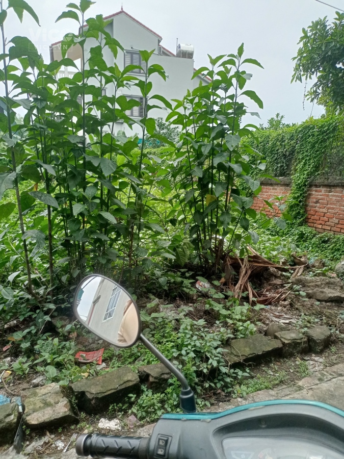 Bán đất Quang Tiến, Sóc Sơn, Dt 90m, Mt 4m, giá nhỉnh 2 tỷ.