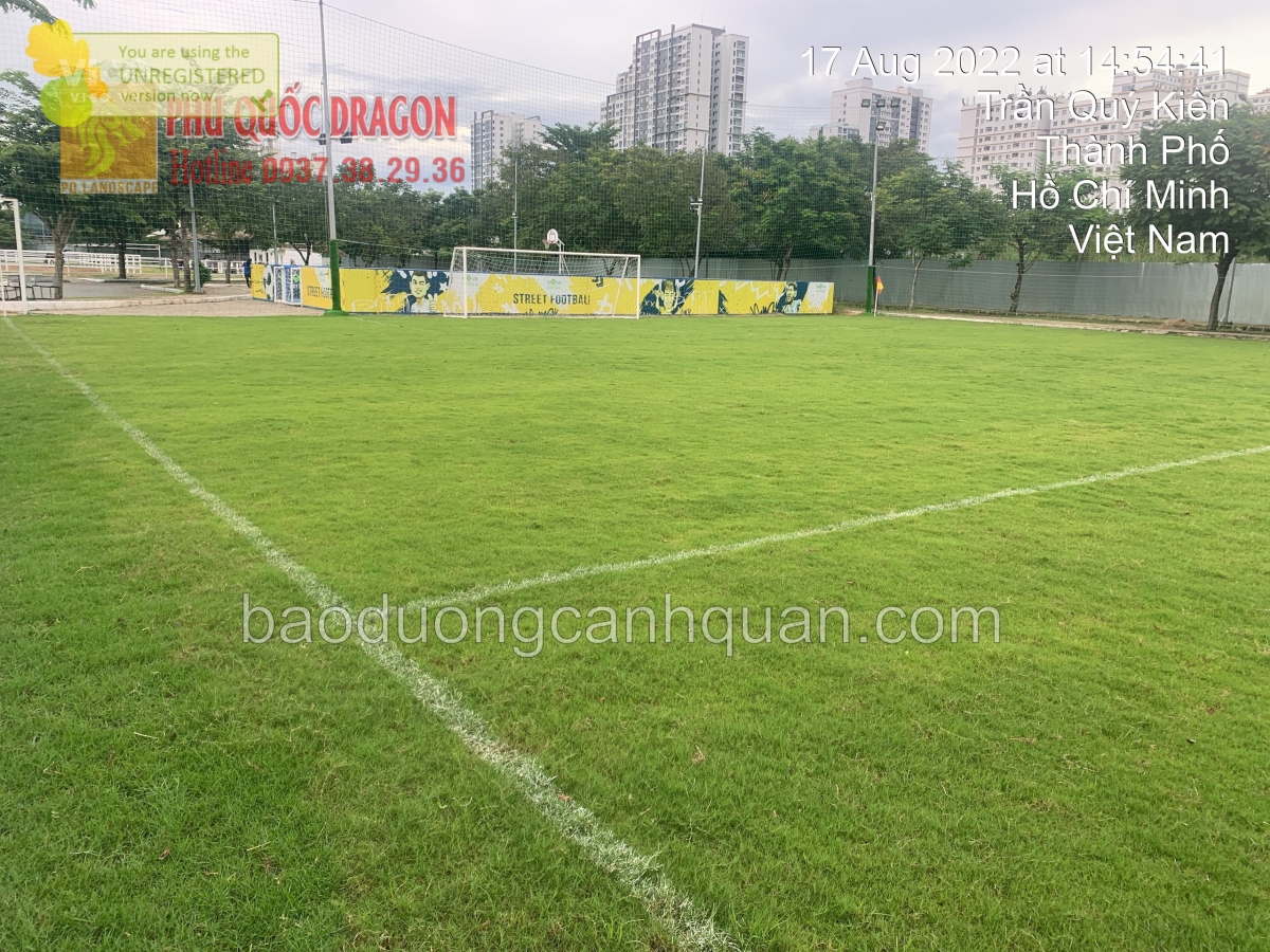 Chi phí trồng cỏ lá gừng sân bóng ở Đồng Nai, TpHcm