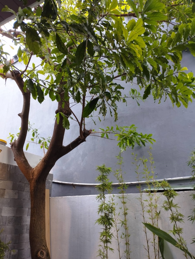 Nhà đẹp quận Thanh Khê, tràn ngập ánh sang tự nhiên và cây xanh.