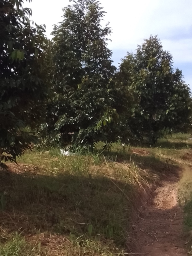 Cần bán GẤP vườn Sầu Riêng Thái (Dona) có 400 cây tại xã Sơn Lâm, Khánh Sơn, Khánh Hoà.