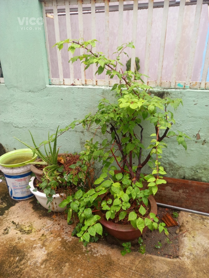 Bán đất tặng nhà cấp 4 diện tích khùng Hoà Cường Bắc hải Châu