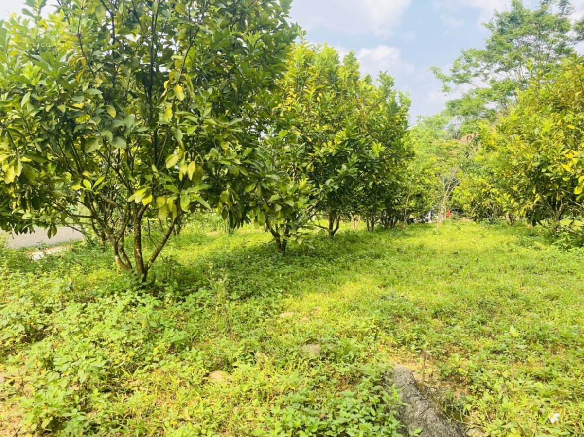 ĐẤT THỊ TRẤN ĐÀ BẮC, MẶT TIỀN DÀI 50m ĐỐI DIỆN DỰ ÁN LỚN CAO TỐC HOÀ BÌNH MỘC CHÂU