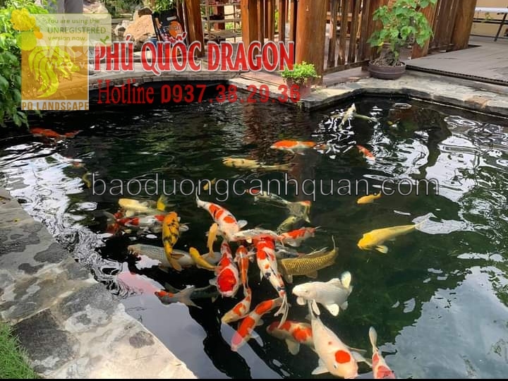 Thiết kế thi công hồ cá Koi đẹp Đồng Nai, TpHcm, Brvt