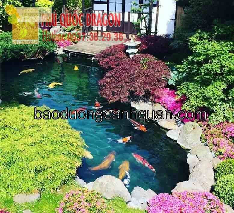 Xây dựng hồ cá Koi phong thủy chất lượng tpHCM, Đồng Nai
